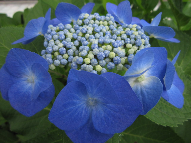 【アジサイ】奇跡の花粉～苗の植替え_c0025140_1322879.jpg