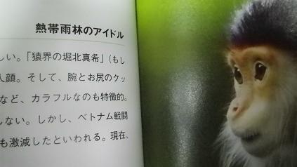 猿界の堀北真希をご存知？_a0150848_13573874.jpg