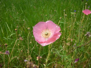 春から初夏の花へ_f0037055_1351149.jpg