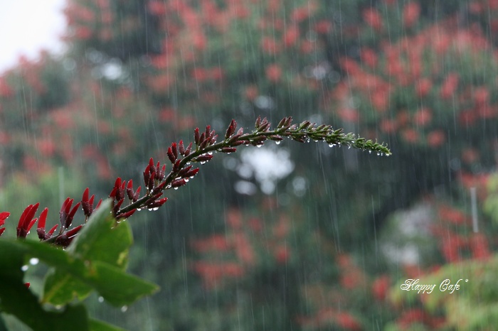 雨音と雨の匂いと赤い花♪_a0167759_2336013.jpg