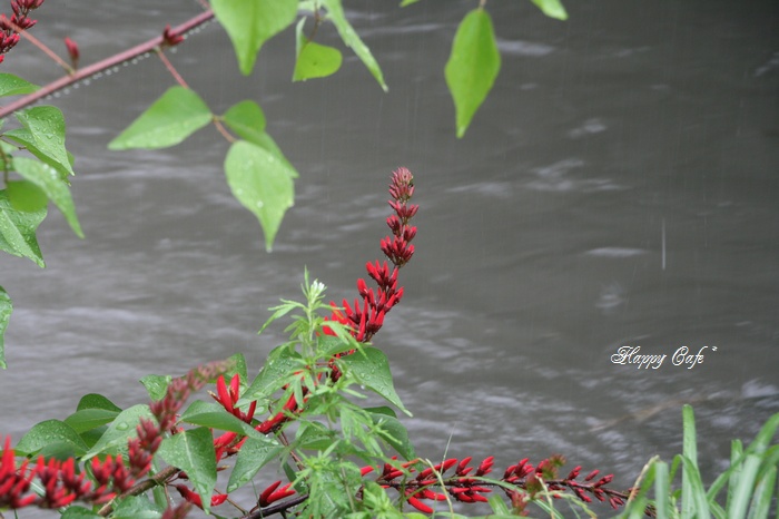 雨音と雨の匂いと赤い花♪_a0167759_23375919.jpg