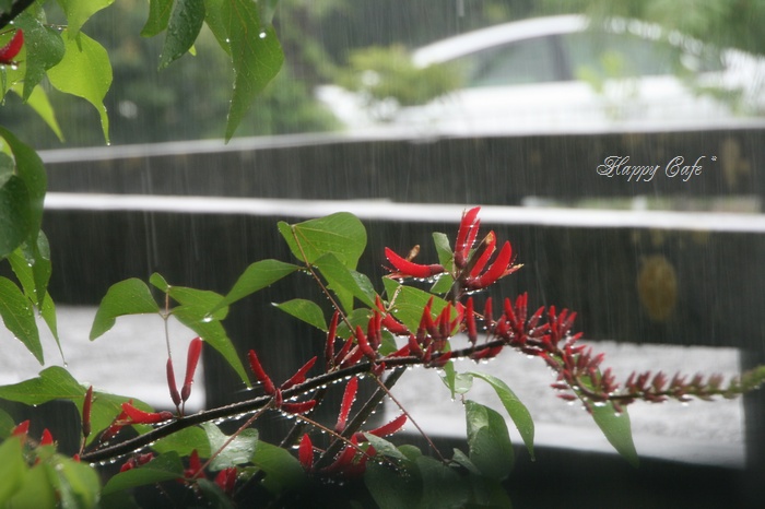 雨音と雨の匂いと赤い花♪_a0167759_23424310.jpg