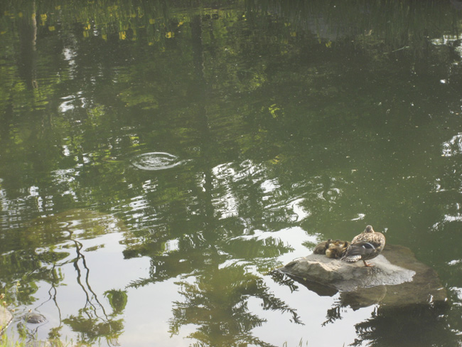 中島公園の藤・・・そして鴨_d0069562_9385680.jpg