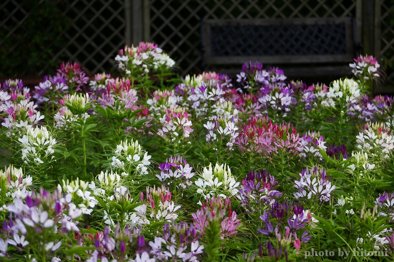 Cleome 　－花の美術館_e0158567_911274.jpg