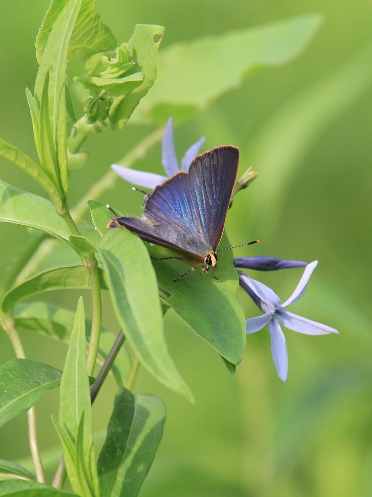 トラフシジミ　夏型の開翅画像　　2010.6.17埼玉県_a0146869_7543368.jpg