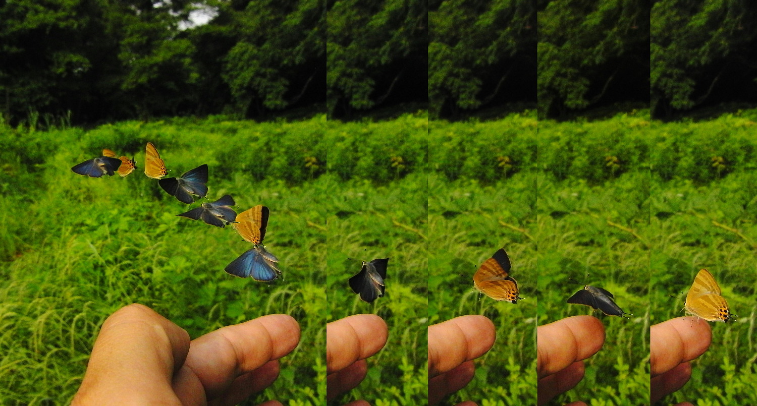 トラフシジミ　夏型の開翅画像　　2010.6.17埼玉県_a0146869_7562153.jpg