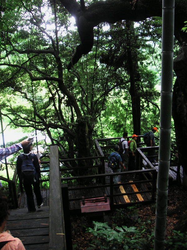 上谷の大クス・あじさい山公園・林道猿岩線_b0104774_212351100.jpg