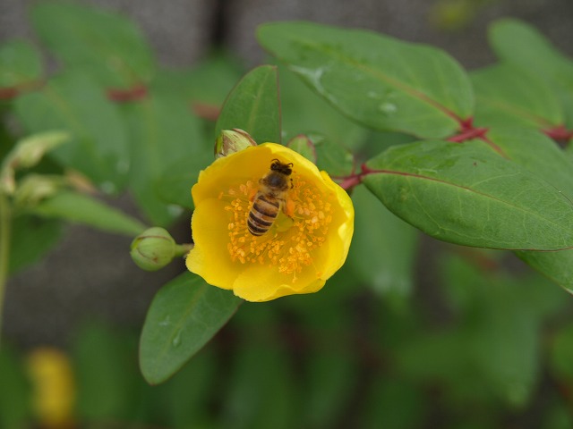 『金糸梅（キンシバイ）と蜜蜂』_d0054276_1856937.jpg