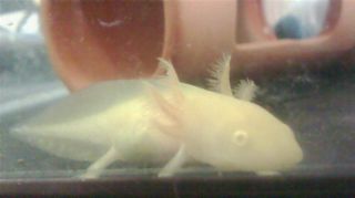 2010年6月19日 両生類_b0098584_9112551.jpg