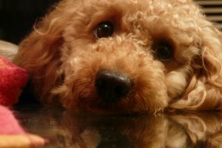2010年6月19日 両生類_b0098584_995929.jpg