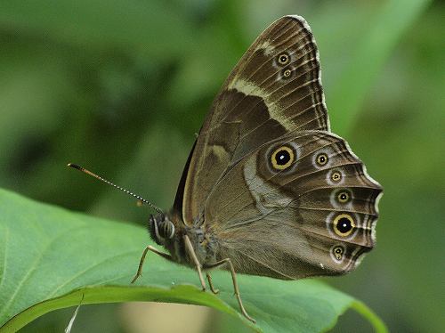 ヒカゲチョウ、クロヒカゲ、サトキマダラヒカゲ、ヤマキマダラヒカゲ、ミスジチョウ、コミスジ : 花と葉っぱ