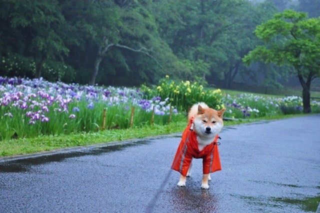 雨音だけが聞こえてる_a0126590_9104975.jpg