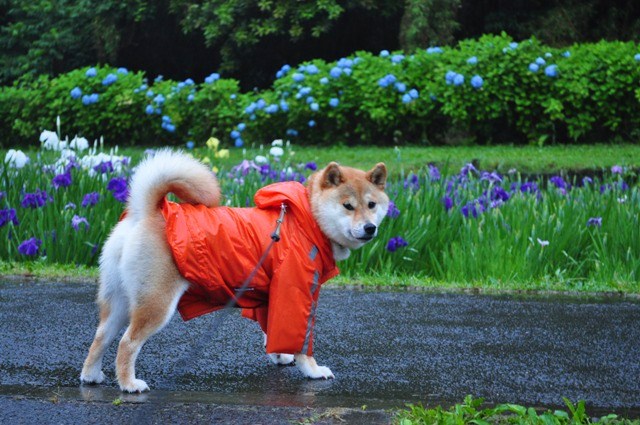 雨音だけが聞こえてる_a0126590_9114136.jpg