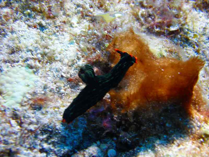 c0118393_11483232.jpg
