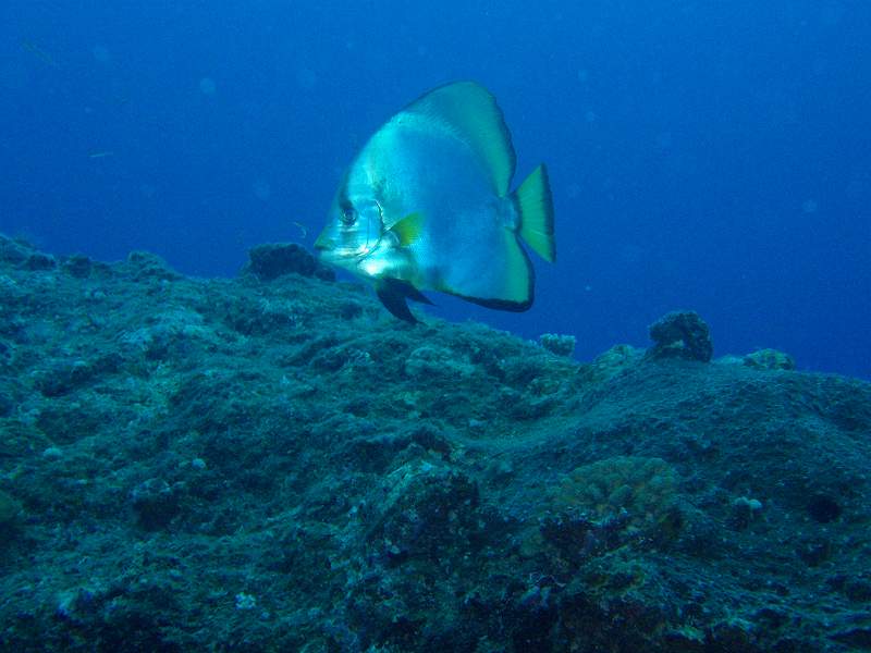 宮古島ダイブ148～150本　伊良部島_c0118393_11542631.jpg