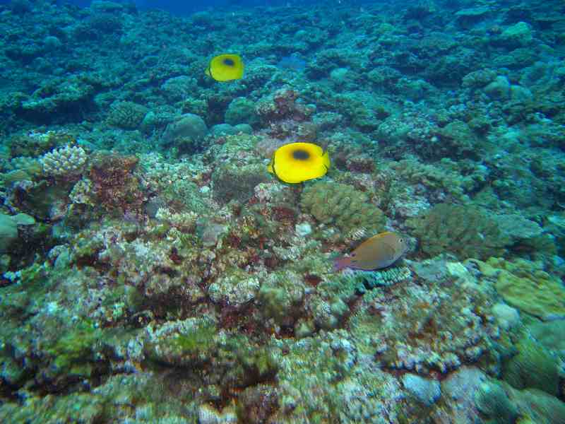 宮古島ダイブ148～150本　伊良部島_c0118393_1203532.jpg