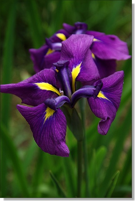 横浜　三溪園の花菖蒲_b0145398_2147053.jpg