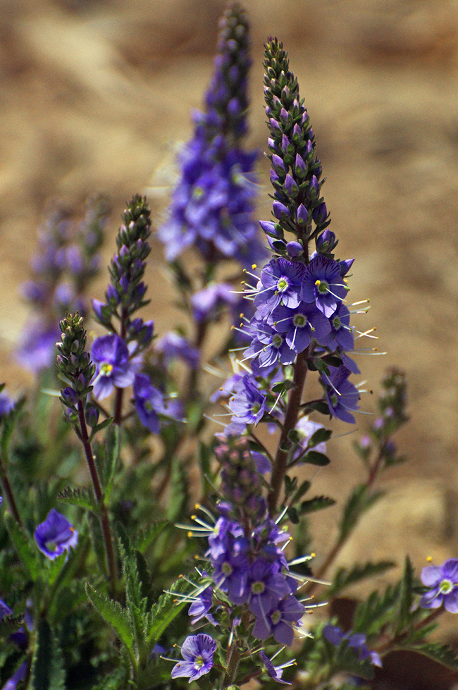 暑さと虫の攻撃に耐えて　　神居尻山　　2010.6.12_f0200402_127314.jpg