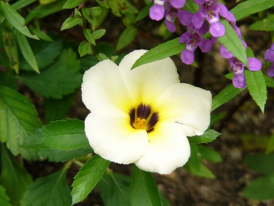 a0123003_20342038.jpg
