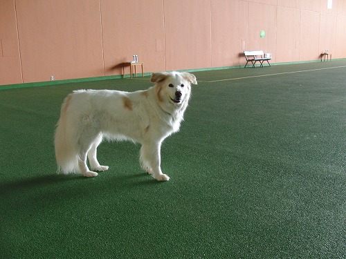 ドッグリゾート　Woof!　＠山中湖　その３　/　Dog Resort Woof! @Yamanakako　Part3_a0032004_312579.jpg