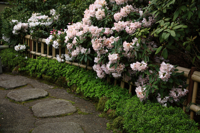 當麻寺・西南院の牡丹_f0181310_22234289.jpg