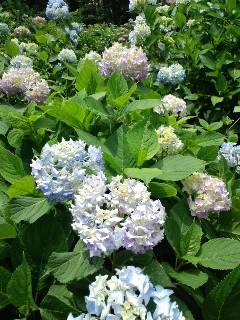 太閤山ランド 紫陽花と森林浴_a0026413_10441570.jpg