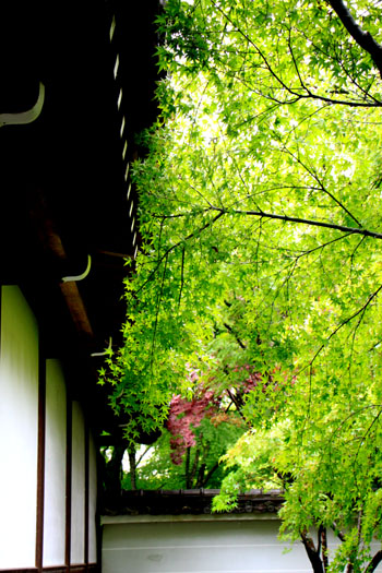 永観堂の雨_e0048413_1840122.jpg