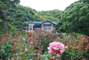 ☆☆☆2010鎌倉・紫陽花☆☆☆_a0031714_11184859.jpg