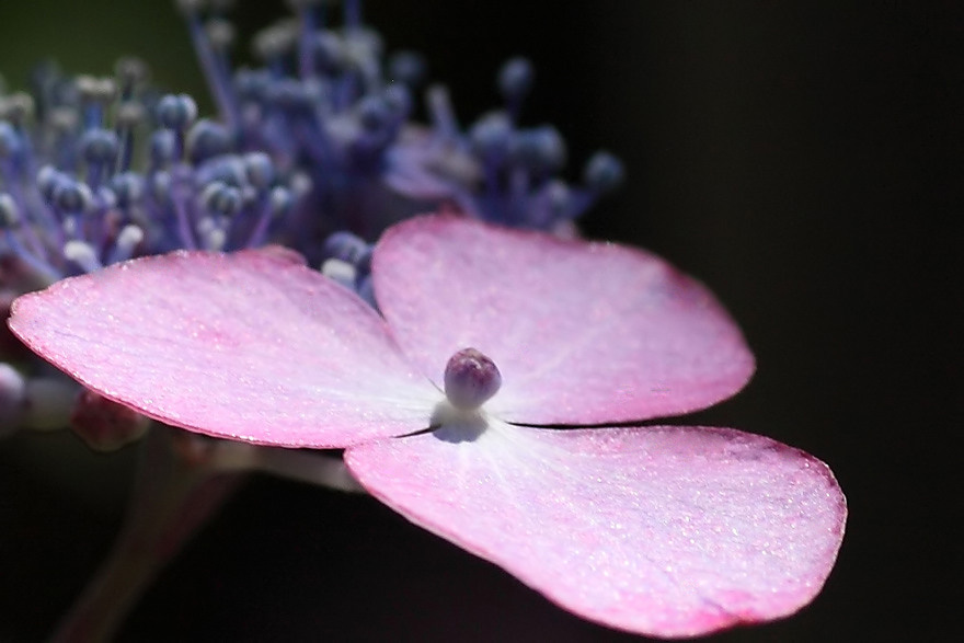 鎌倉・紫陽花・・・その2_e0134814_2503943.jpg