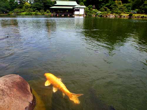 ６月の清澄庭園　（６月１９日）_a0023315_1782960.jpg