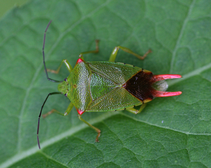 ハサミツノカメムシ Acanthosoma labiduroides_f0161823_7331460.jpg