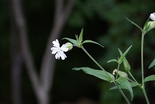 f0170524_15121564.jpg