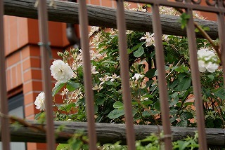 f0170524_15244721.jpg