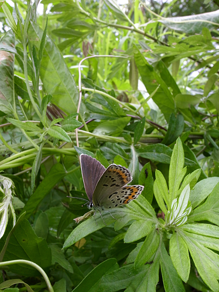 ２０１０年６月下旬　山梨県　ブルーの蝶を堪能する_d0054625_20474675.jpg