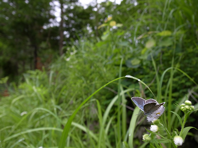 ２０１０年６月下旬　山梨県　ブルーの蝶を堪能する_d0054625_20502331.jpg