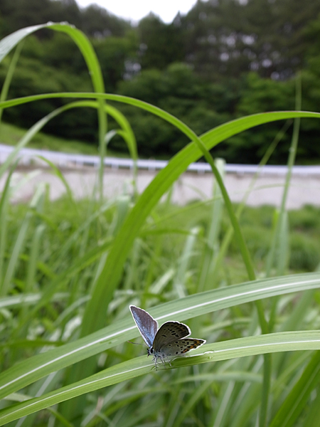 ２０１０年６月下旬　山梨県　ブルーの蝶を堪能する_d0054625_2050967.jpg