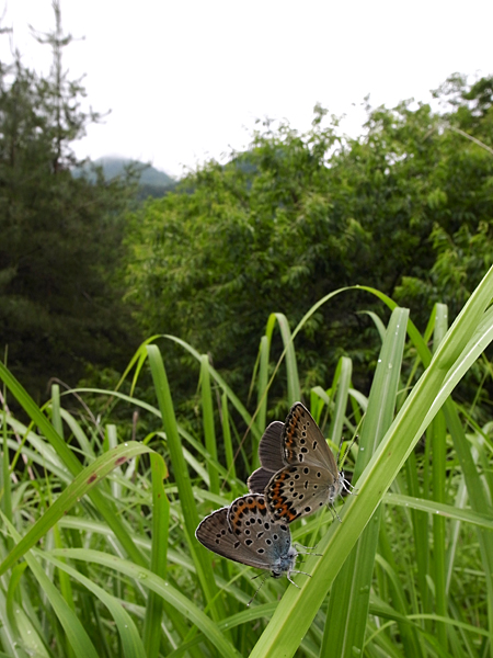 ２０１０年６月下旬　山梨県　ブルーの蝶を堪能する_d0054625_20523063.jpg