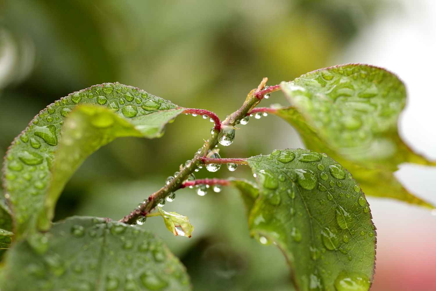 梅雨_b0174626_745452.jpg