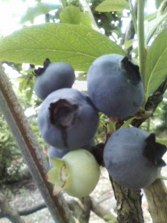 c0034029_0342272.jpg