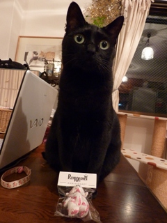 第2回ゆきねこ教室 翌日。_a0143140_2325844.jpg