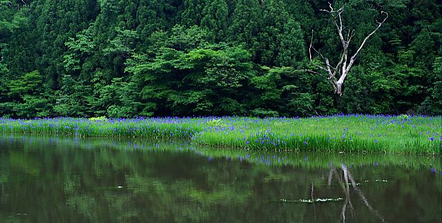 カキツバタ　山の中の池に咲く_a0031741_1057361.jpg