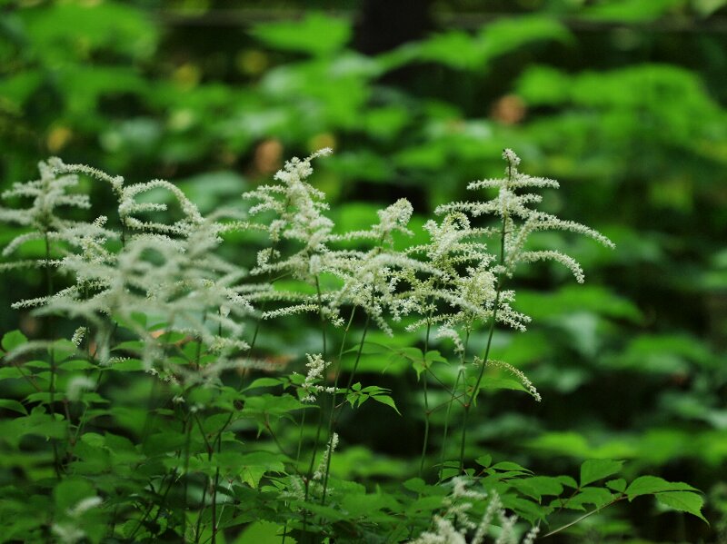 赤塚植物園－2　　　150)_c0068050_94498.jpg