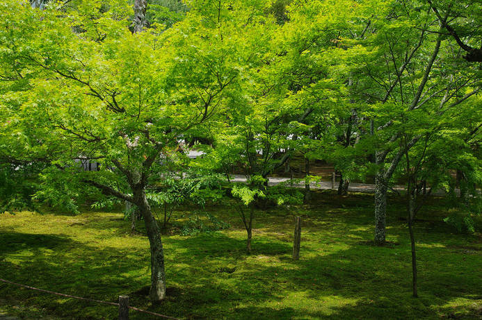 新緑　～南禅寺・インクライン～_f0152550_15165586.jpg