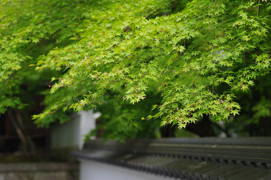 新緑　～南禅寺・インクライン～_f0152550_15192424.jpg