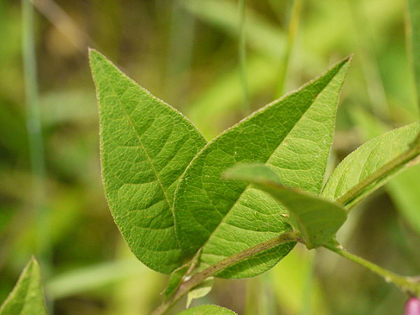d0091754_22471934.jpg