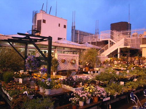 デパートの屋上が好き 東急本店 園芸店ヴェルデステ ベランダ菜園1年生 デパートの屋上が好き 東急本店 園芸店ヴェルデステ ベランダ菜園1年生