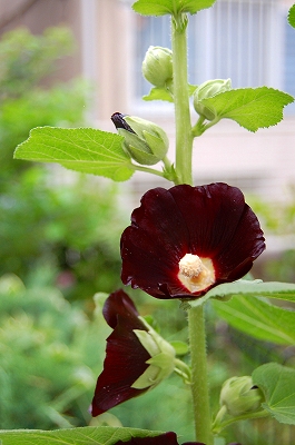 e0025655_66925.jpg