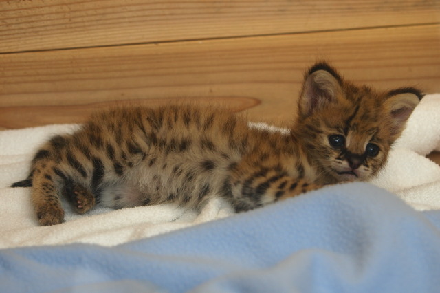 サーバルキャットの赤ちゃん さして意味なし 面白くもなし サーバルキャットの赤ちゃん さして意味なし 面白くもなし