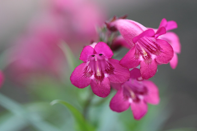 庭の花６　ペンステモン　ガーネット_f0233060_662492.jpg