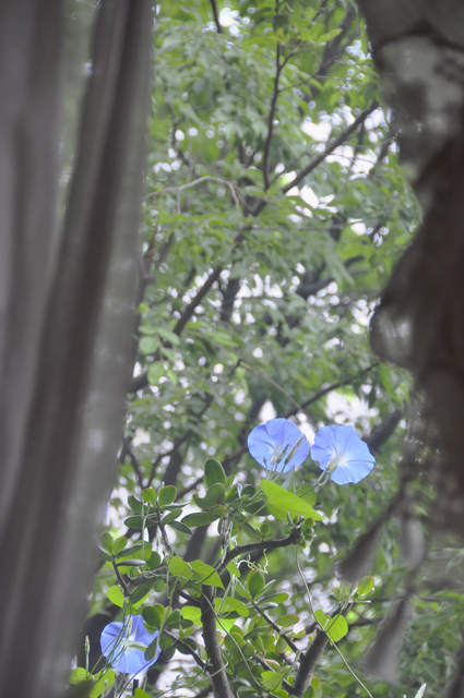 緑揺れ朝顔和して雨の午後 ＞＞木々が揺れ朝顔和して雨の午後_a0031363_162887.jpg